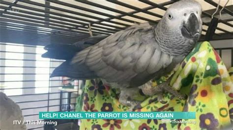 chanel the parrot owner